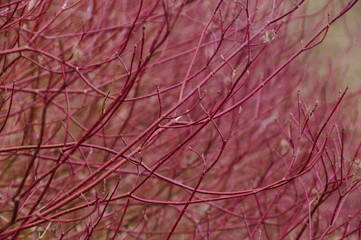 Red Twig Dogwood Shrub