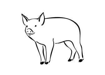 Hand drawn cute pig sketch illustration. Vector black ink drawing farm animal, outline silhouette isolated on white background