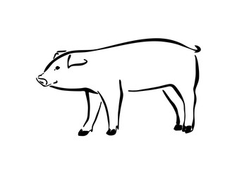 Hand drawn cute pig sketch illustration. Vector black ink drawing farm animal, outline pet silhouette isolated on white background