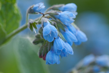 Symphytum caucasicum flowers