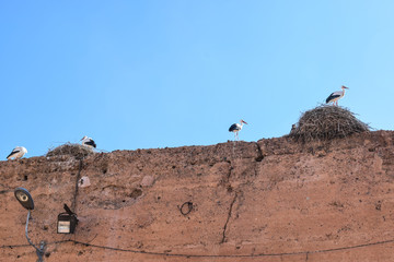 Bociany na murze w Maroko