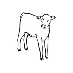 Hand drawn cow calf sketch illustration. Vector black ink drawing farm animal, outline silhouette isolated on white background