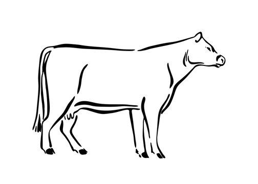 Hand drawn cow sketch illustration. Vector black ink drawing farm animal, outline silhouette isolated on white background