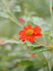 orange Gerbera Daisy flower on blurred of nature background
