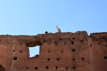 Bociany na murze w Maroko
