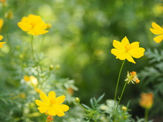 Yellow Flower,  African Marigold, Mexican Aster, Klondyke Type Bright Light Sulphureus beautiful blurred of nature background