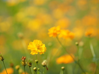 Yellow Flower,  African Marigold, Mexican Aster, Klondyke Type Bright Light Sulphureus beautiful blurred of nature background