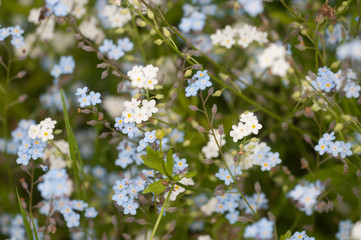 Forget-me-not blue flowers