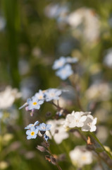 Forget-me-not blue flowers