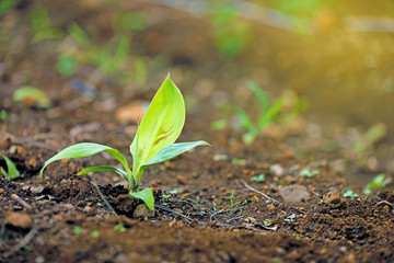 indina agriculture ,  banana field