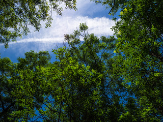 The green leaves of the trees are illuminated by sunlight. Bright, juicy leaves on a tree branch