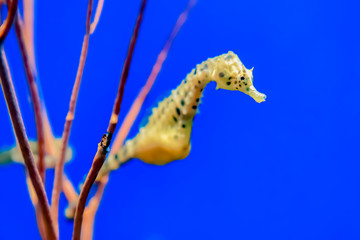 タツノオトシゴ