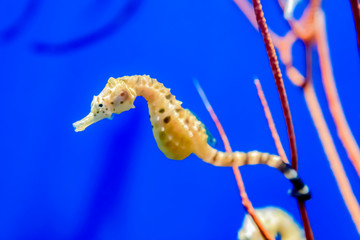 タツノオトシゴ