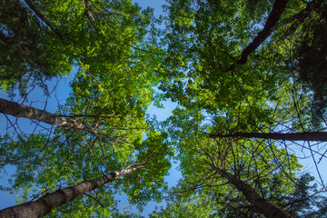 Obraz premium tree in forest