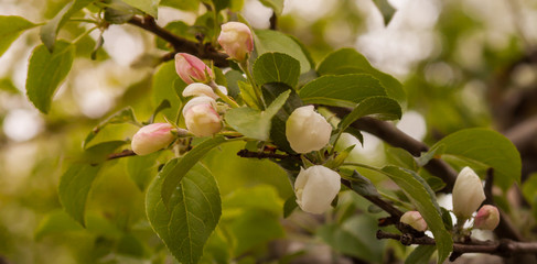 apple tree blossom