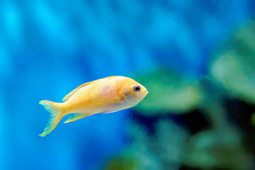 スミレナガハナダイ（オス）