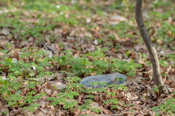 Plastic trash in the forest. Tucked nature. Plastic container lying in the grass