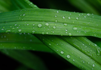 Raindrops on the green grass. Amazing beautiful drops