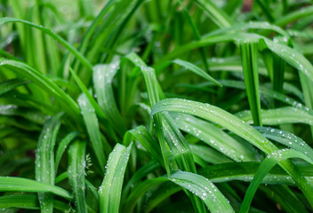 Obraz premium Raindrops on the green grass. Amazing beautiful drops