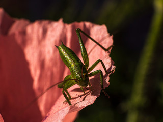 The green Grasshopper wait for his photo shooting on top of a poppy head.