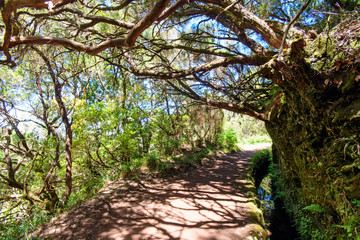 The magnificent inland of the island of Madeira: Mystic forest, rainy path, hiking trail inside the mountain rain forest looks like jungle. Caldeirao Verde, Madeira, Portugal, Europe.