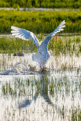 Mute Swan starting from the water with water splash