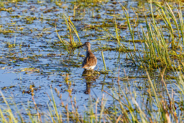 Wood sandpiper standing in the water at spring