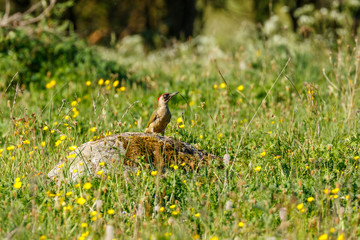 Green woodpecker sitting on a stone in a flower meadow