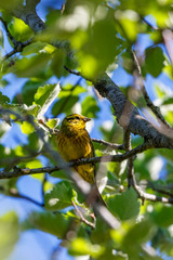 Yellowhammer sitting in a tree on a branch and looking