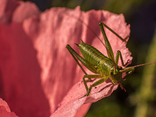 The green Grasshopper wait for his photo shooting on top of a poppy head.