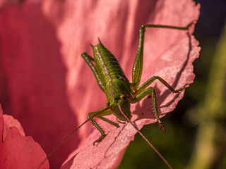 The green Grasshopper wait for his photo shooting on top of a poppy head.