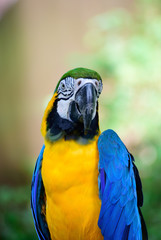 コンゴウインコ