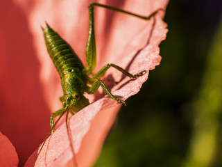 The green Grasshopper wait for his photo shooting on top of a poppy head.