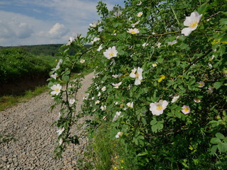 Kwitnące krzewy Róży dzikiej (Rosa canina L.) wzdłuż polnych dróg - obrazy, fototapety, plakaty