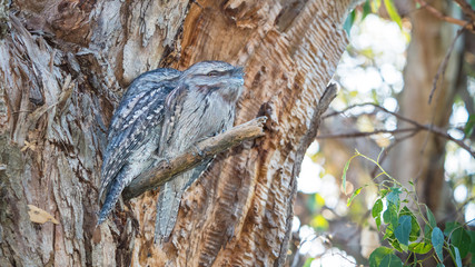 A Pair of Tawny Frogmouths