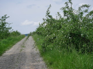 Kwitnące krzewy Róży dzikiej (Rosa canina L.) wzdłuż polnych dróg © JDziedzic