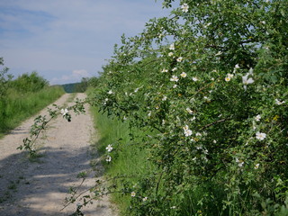Kwitnące krzewy Róży dzikiej (Rosa canina L.) wzdłuż polnych dróg © JDziedzic
