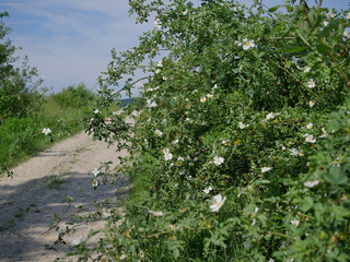 Kwitnące krzewy Róży dzikiej (Rosa canina L.) wzdłuż polnych dróg