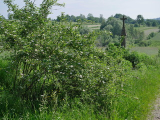 Kwitnące krzewy Róży dzikiej (Rosa canina L.) wzdłuż polnych dróg © JDziedzic