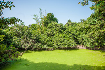 Catchically Crocodile Pool 