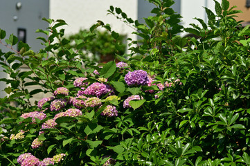 we think of hydrangea in the rainy season