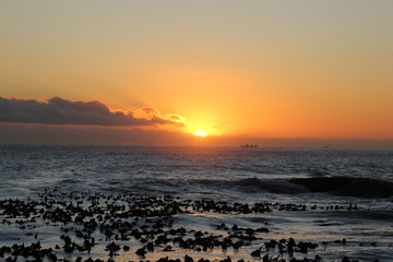Obraz premium Sunset in Campden with sea birds