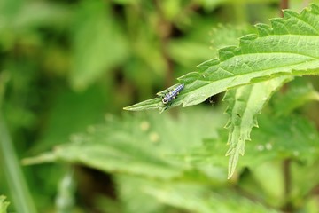 kleine Raupe auf dem Blatt