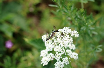Paarung der Insekten