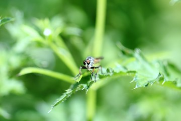 Fliege im Gebüsch