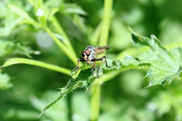 Große Fliege im Gebüsch