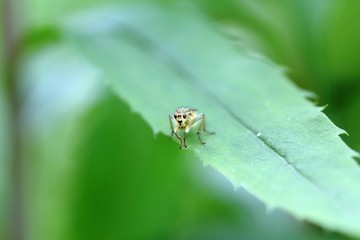 Insekt auf dem Blatt