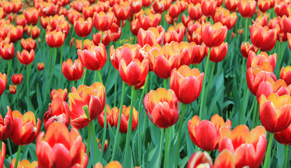 Tulip flowers blossoming flower bed field close up. Red and yellow tulip flower bulbs on outdoor garden lawn 