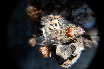 macro cicada molting insect stciic on tree