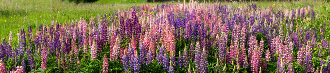 Lupin field hit full bloom in summer season